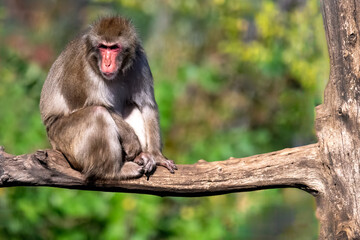 Fototapeta premium portrait of a baboon sitting on a branch