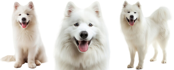 Happy white samoyed dog bundle, portrait, standing and sitting, isolated on a transparent background