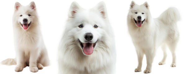 Happy white samoyed dog bundle, portrait, standing and sitting, isolated on a transparent background