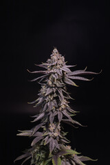 Cannabis, Flower, Ganja, za, trichrome - obrazy, fototapety, plakaty