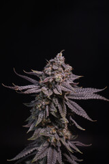 Cannabis, Flower, Ganja, za, trichrome - 734941749