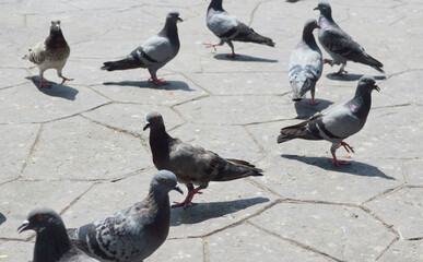 Naklejka premium pigeons are eating food on the street