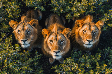 Trio of lions gazing upward through green leaves Generative AI image