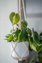 Decorative plant Philodendron Hederaceum Scandens Brasil in white ceramic pot hanging from cotton...