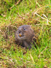 A Water Vole Feeding From a Burrow