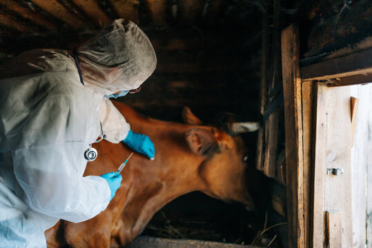 Vaccination of cattle against anthrax virus. A careful veterinarian in full protective gear is treating a cow inside a barn, showcasing the importance of animal healthcare in farming.