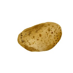 Potato whole tuber brown fresh watercolor sketch