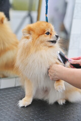 grummer combs the wool of a Pomeranian with a brush. Dog Care