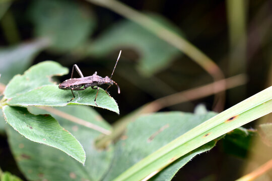 A killer beetle, a predatory beetle sits on a leaf.