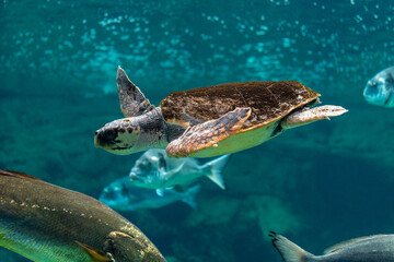 Obraz na płótnie Canvas View of sea turtle swimming with fishes in sea aquarium.