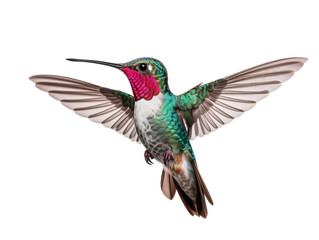 Fototapeta premium a hummingbird flying in the air