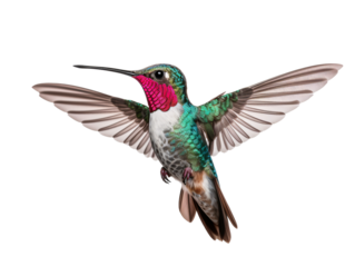 a hummingbird flying in the air