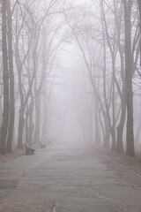 Gloomy foggy morning in the park