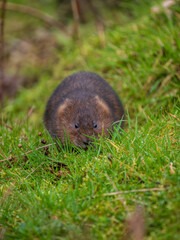 Water Vole Feeding