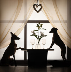 Silhouetted dogs enjoy a romantic setting, backlit by a window. This artistic composition captures...