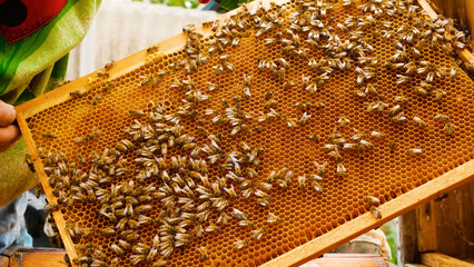 The beekeeper holds a wooden frame with bees crawling on wax honeycombs above the hive. Bees bring nectar to the hive and process it into sweet honey. Production of organic honey. The life of a bee