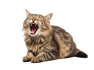 a cat with its mouth open