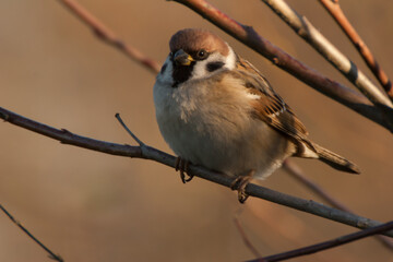 Bird Tree Sparrow, a portrait in a natural environment