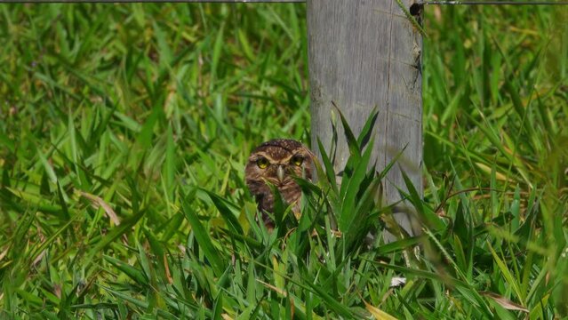 Burrowing Owl Athene cunicularia by an old post looking at the camera
