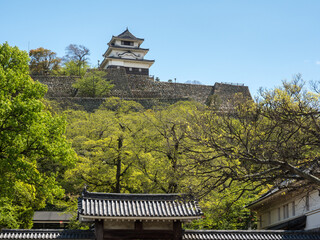 Scenic view of Marugame castle hill in springtime - Kagawa prefecture, Japan
