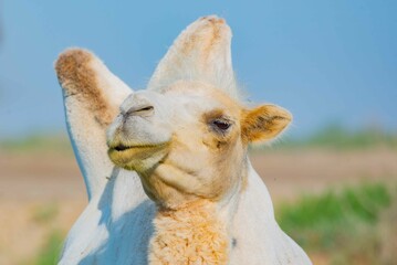Portrait of a two-humped white camel in the steppe