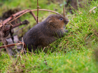 Water Vole Feeding