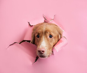 A curious Nova Scotia Duck Tolling Retriever dog peeks through a torn pink paper. This playful...