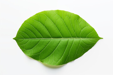 Fototapeta premium green leaf