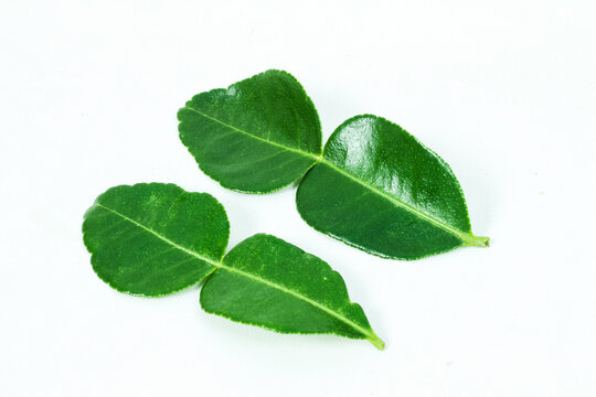 close-up of daun jeruk purut (citrus hystrix) as a cooking fragrance. isolated white