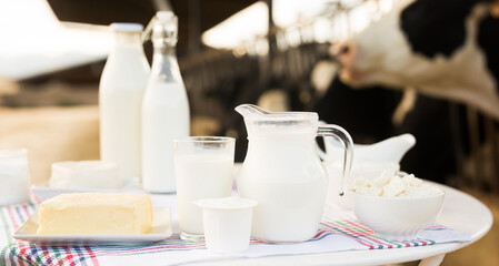 Dairy products on table against the background of herd of cows in barn