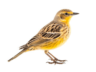a yellow and brown bird