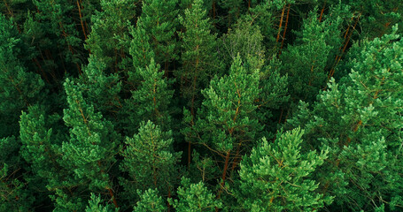 Forest landscape background. Nature reserve. Drone view. Woodland harmony. Wild park green pine tree crowns relaxing soothing peaceful summer scenery.