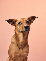A brown mixed-breed dog with one ear perked and one ear flopped, tilts its head curiously against a soft pink background - obrazy, fototapety, plakaty
