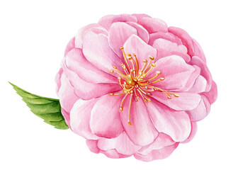 Watercolor sakura pink Flower, spring Japanese cherry pink blooming flower. Hand drawn watercolor rose illustration