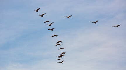 Obraz premium Birds in flight. Flock of cranes returning from warm lands in blue spring sky..