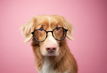 An intelligent-looking Nova Scotia Duck Tolling Retriever with glasses, pink background. The...
