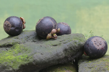 A number of ripe mangosteen fruit fell to the ground. This delicious tasting fruit has the scientific name Garcinia mangostana.