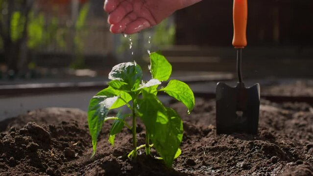 Closeup of woman pouring water on plant with hand in yard. Fresh sapling planted in soil during sunny day. Shovel in dirt.