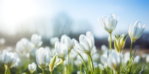 Fotobehang White crocus flowers in field. Spring landscape with blooming flowers. First spring flowers © maxa0109
