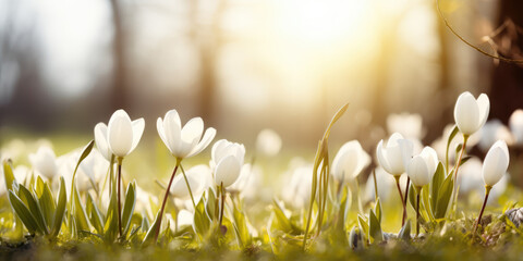 White crocus flowers blooming in the forest. First Spring flowers. Beautiful Spring nature...