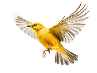 a yellow bird flying with its wings spread