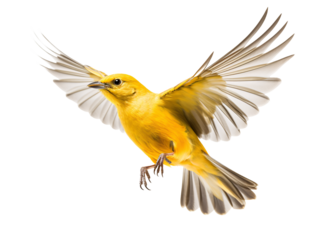 a yellow bird flying with its wings spread