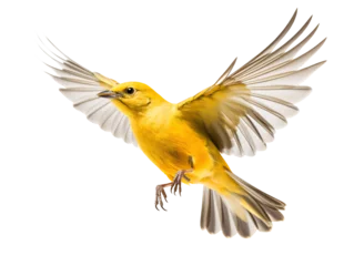  a yellow bird flying with its wings spread © Ivan