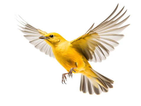 a yellow bird flying with its wings spread