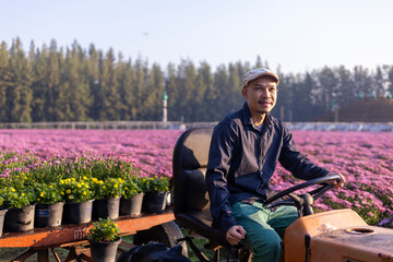 Asian farmer is driving the field tractor in the field of pink chrysanthemum while working in his rural farm for medicinal herb and cut flower industry business