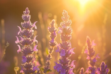 Obraz premium Morning sunlight illuminates wild sage blossoming in the wind