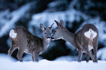 Roe deer adorable moment, mothers care