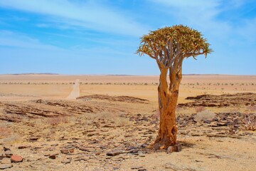 Fototapeta na wymiar Quiver tree in the desert namibian landcape, gravel road on the background. Namibian national tree.