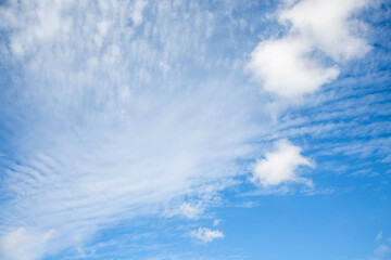 Naklejka na ściany i meble White cloudy ripples with small clouds on a bright blue sky. Background bright calm sky.