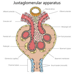 Human Juxtaglomerular apparatus structure diagram hand drawn schematic raster illustration. Medical science educational illustration